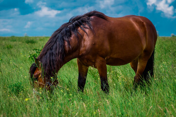 amazing horse in the field