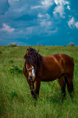 amazing horse in the field