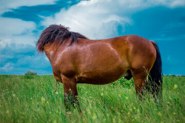 amazing horse in the field