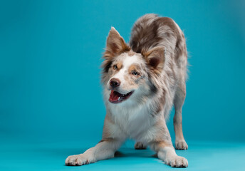 happy dog on a blue background. border collie funny portrait. 