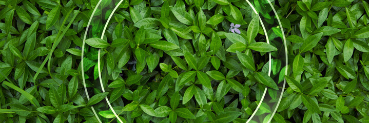Natural background from juicy green leves with drops after rain.