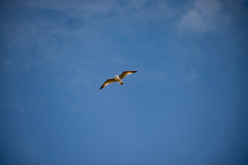 mouette - 215