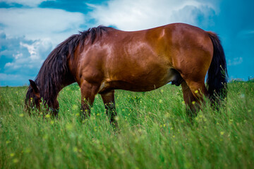 amazing horse in the field