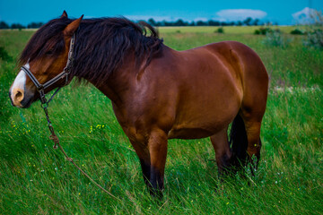 amazing horse in the field