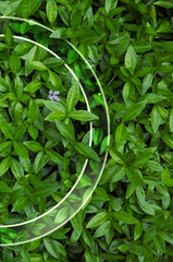 Natural background from juicy green leves with drops after rain.