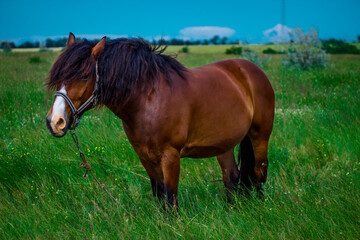 amazing horse in the field