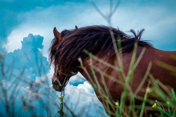 amazing horse in the field