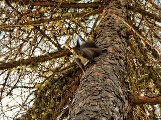 Cute squirrel hidden behind branches