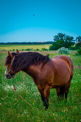 amazing horse in the field