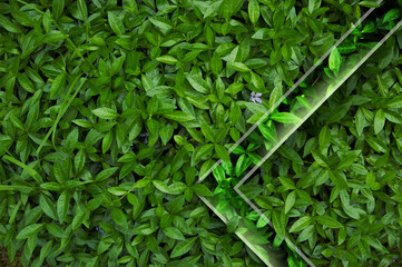 Natural background from juicy green leves with drops after rain.