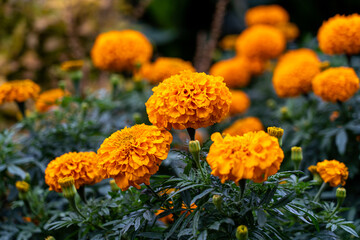 マリーゴールド　オレンジ色