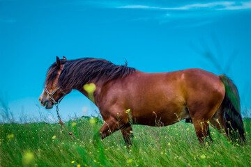 amazing horse in the field
