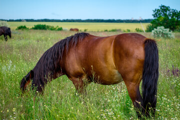 amazing horse in the field