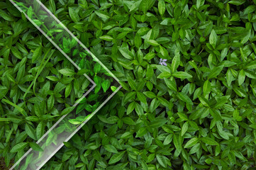 Natural background from juicy green leves with drops after rain.