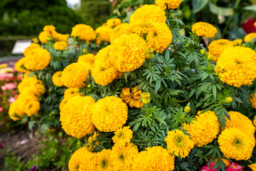 マリーゴールド　黄色