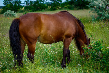 amazing horse in the field