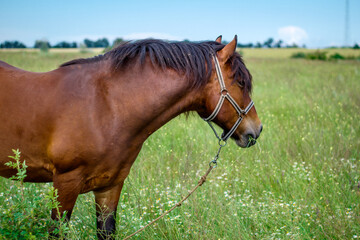 amazing horse in the field
