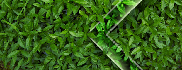 Natural background from juicy green leves with drops after rain.