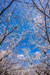 桜2021
