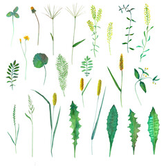 Fototapeta na wymiar Set with wild flowers, herbs, grasses. Watercolor hand drawn botanical illustration