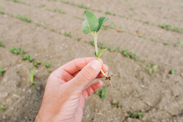 Male farmer inspecting soybean crops in field