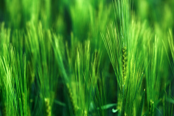 Cultivated green wheat plantation field