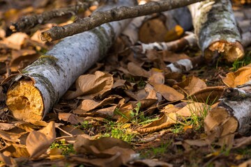 Cutting Birch Logs Lying on Dry Leaves