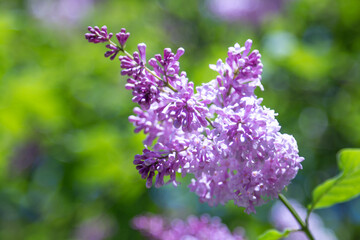 Blooming lilac flowers of the Syringa bush. Blooming shrub.