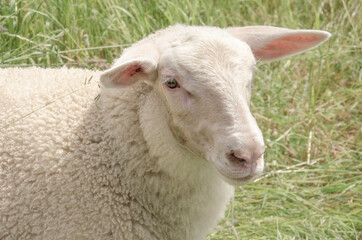 Schaf in Nahaufnahme