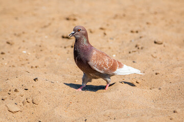 City pigeon on the beach. Urban animals, birds.