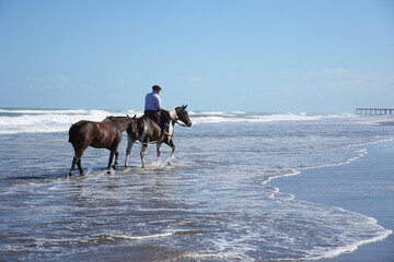 Man walks with two horses along the coast in midday light on a sunny day along the beaches of the necochea city with a clear blue sky in the background