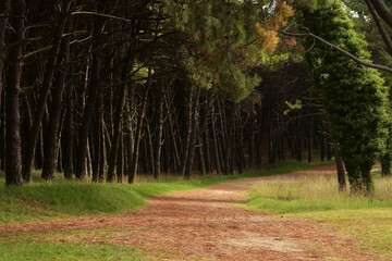 A path through the forest with a pine tree and green leafy bushes on a spring day