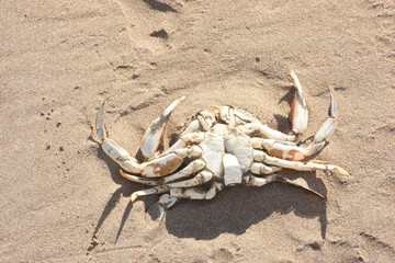 Crab shell on the beach sand