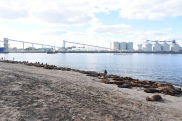 Quequ&eacute;n port with sea lions resting on the seashore