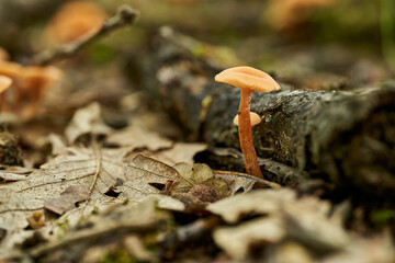 Parasite mushroom in the forest