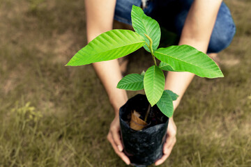 Reforestation concept, woman's hands holding rubber tree seedling on dry grass.