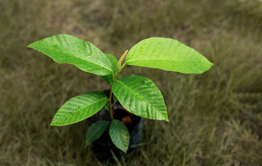rubber tree, seedling in black bag on the dry grass.