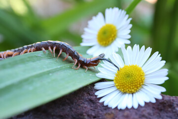 centipede at spring
