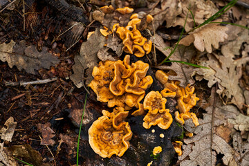 Parasite mushroom in the forest