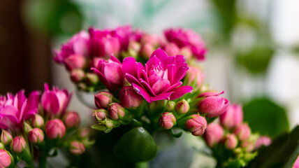 Home flower kalanchoe. Blooming kalanchoe.
