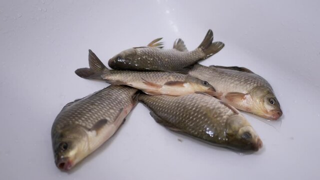 Fresh Live River Fish Crucian Carp Lies in Sink. A live fish opens its mouth, breaths with gills. Carp or crucian carp. Crucian carp covered with mucus and scales. Fisherman catch. Zoom. Slow motion.