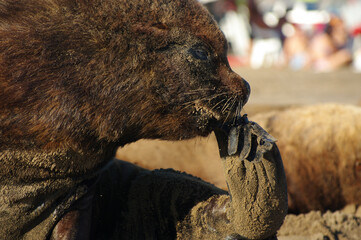 Cool sea lion scratching his face on the sand on a sunny day with warm tones