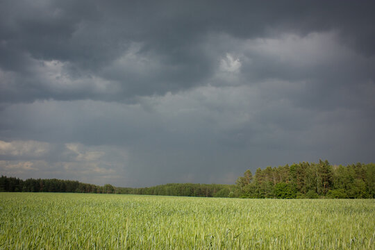 Suburbs of Grodno. Belarus. A dark gray sky before the rain, a bright green field and a strip of forest in the distance.