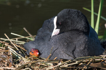 Coot with new chick