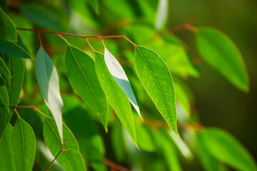 Eucalyptus green leaves