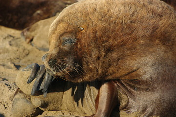 Sea lion posing