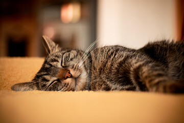 A cat lies on a cozy yellow blanket and sleeps very relaxed. Portrait of a fluffy gray-brown tabby...
