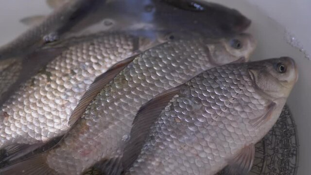 Fresh Live River Crucian Carp Swims in a Bowl. Live fish open their mouths, breathe with gills. Carp or crucian carp. Crucian carp covered with mucus and scales. Fisherman catch. Zoom. Slow motion.