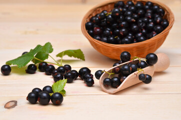 black currant berries scattered from the basket