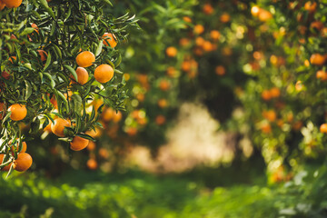 Tangerine sunny garden